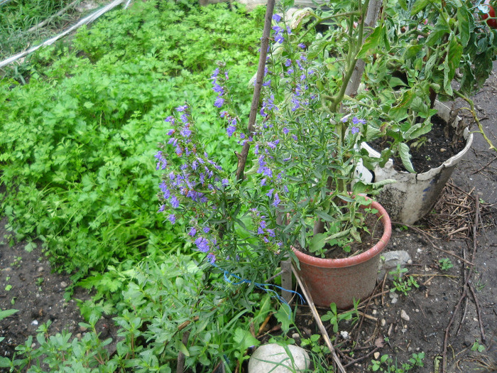 Isop ,2011 - Flori in gradina de legume 2011