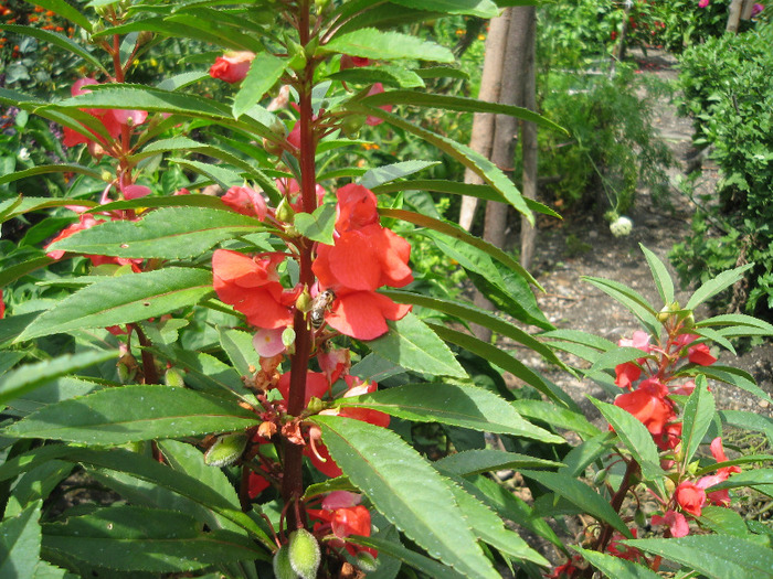 Balsamina - Flori in gradina de legume 2011