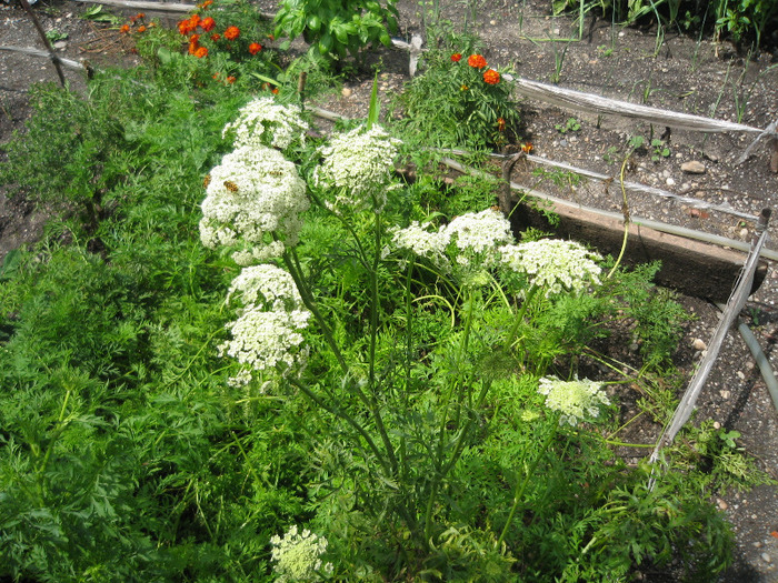 Morcov - Flori in gradina de legume 2011