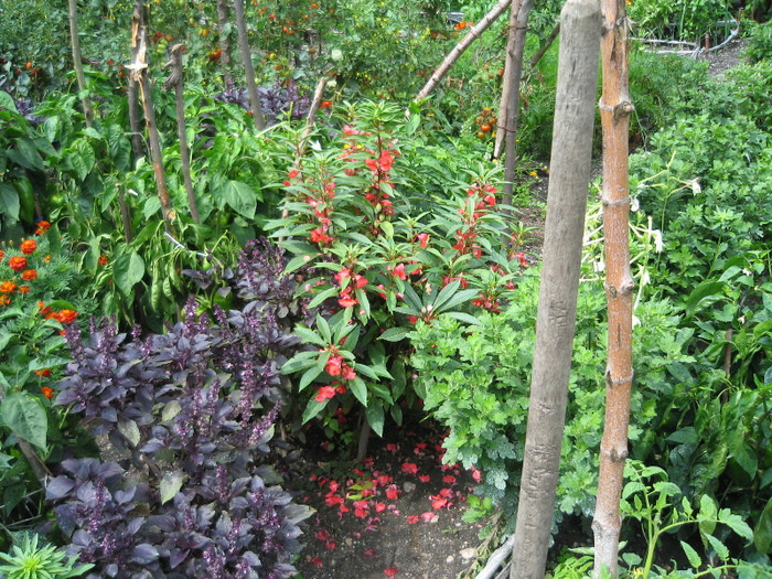 Busuioc grena,Balsamina - Flori in gradina de legume 2011