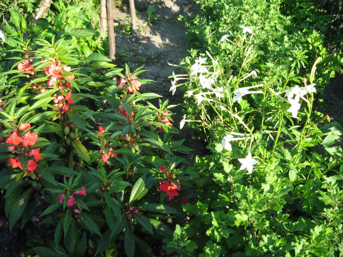 Regina noptii,crizanteme salbatice si Balsamina - Flori in gradina de legume 2011