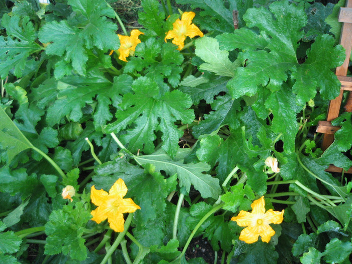 Dovlecei - Flori in gradina de legume 2011