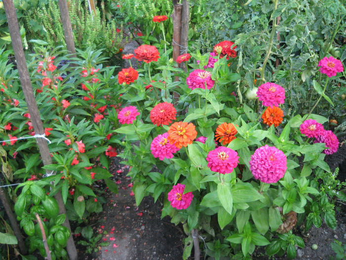 Carciumarese ,Balsamine - Flori in gradina de legume 2011