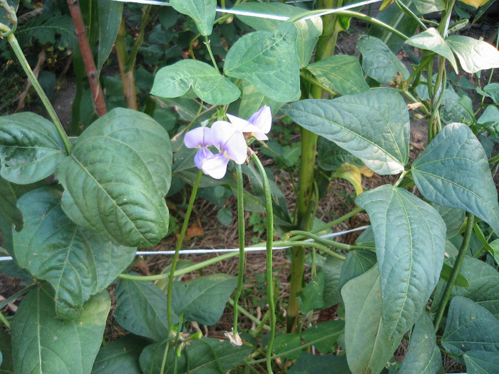 Fasole la metru - Flori in gradina de legume 2011