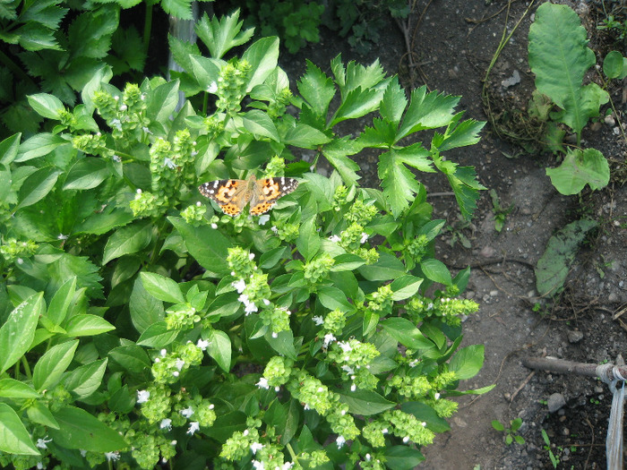 Fluture in vizita la busuioc - Flori in gradina de legume 2011