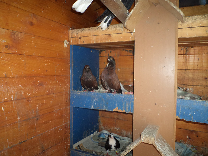 DSC00170; pereche la cuib
