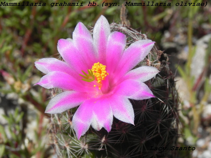 Mammillaria grahamii hb.