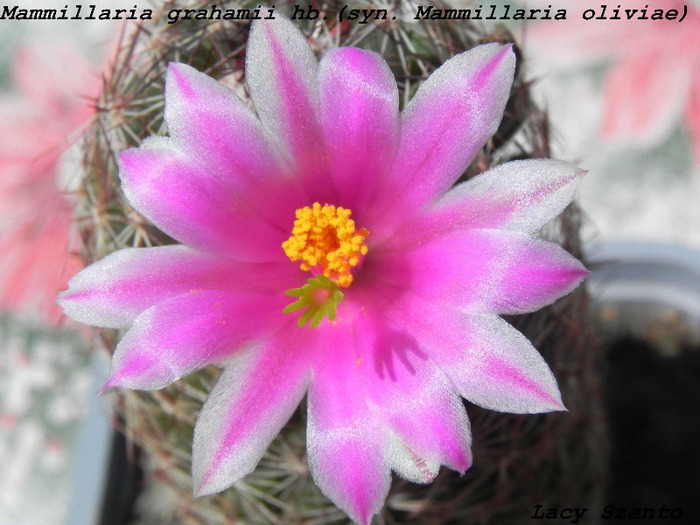 Mammillaria grahamii hb. - cactusi 2011