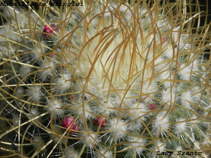 Mammillaria pringlei - cactusi 2011