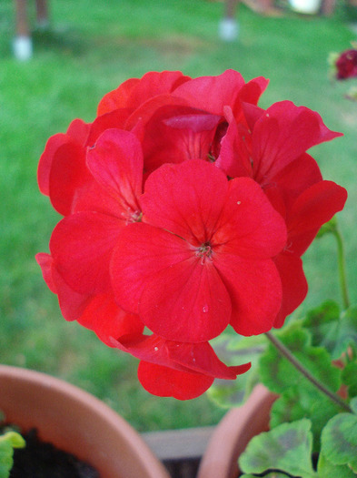 Geranium Upright Red (2011, Aug.18) - Geranium Upright Red