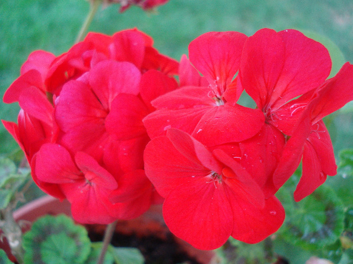 Geranium Upright Red (2011, Aug.18) - Geranium Upright Red