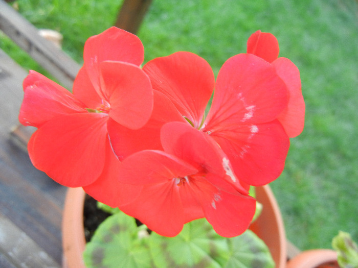 Geranium Upright Red (2011, Aug.20) - Geranium Upright Red