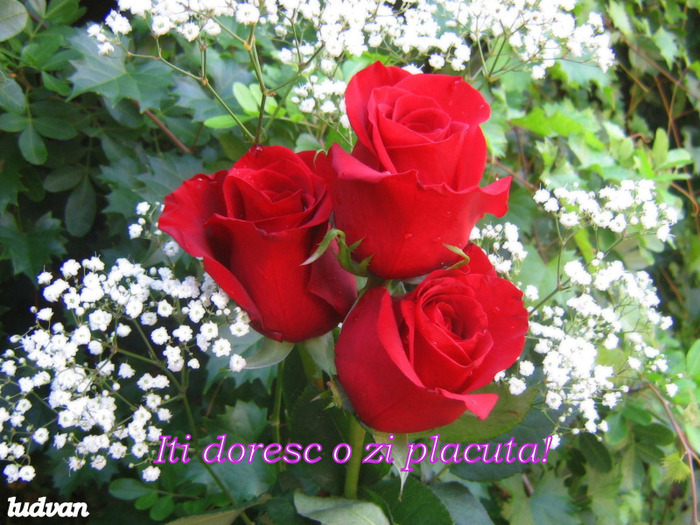 Trandafir; Iti doresc o zi placuta!
