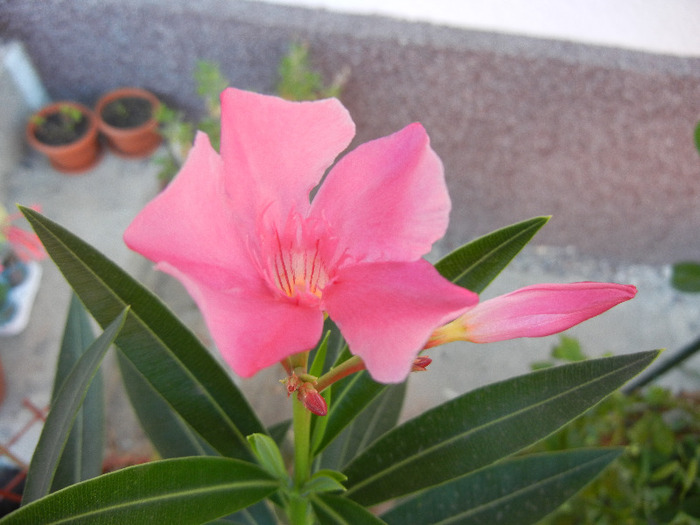 Nerium Oleander_Leandru (2011, Aug.20)