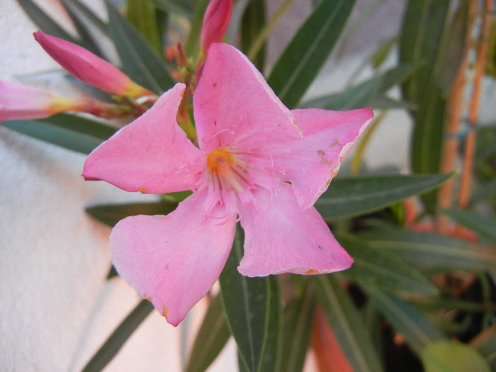 Nerium Oleander_Leandru (2011, Aug.20) - NERIUM Oleander