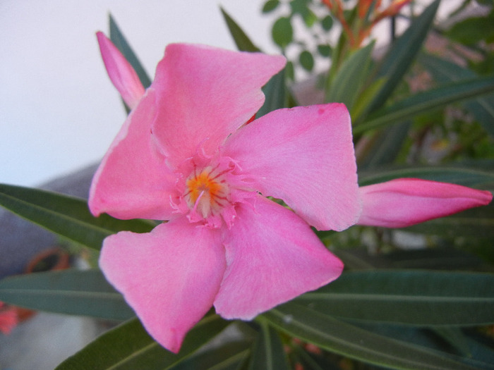 Pink Oleander (2011, August 20) - NERIUM Oleander