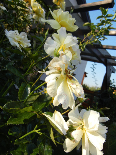 Rose Golden Showers (2011, August 20)