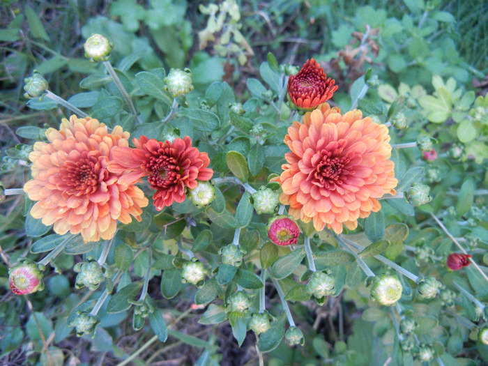 Orange Chrysanthemum (2011, Aug.20) - Orange Chrysanthemum