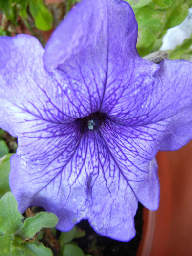 Blue petunia, 20aug2011