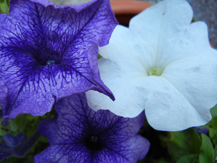 Blue & White petunias, 20aug2011 - PETUNIA Simple