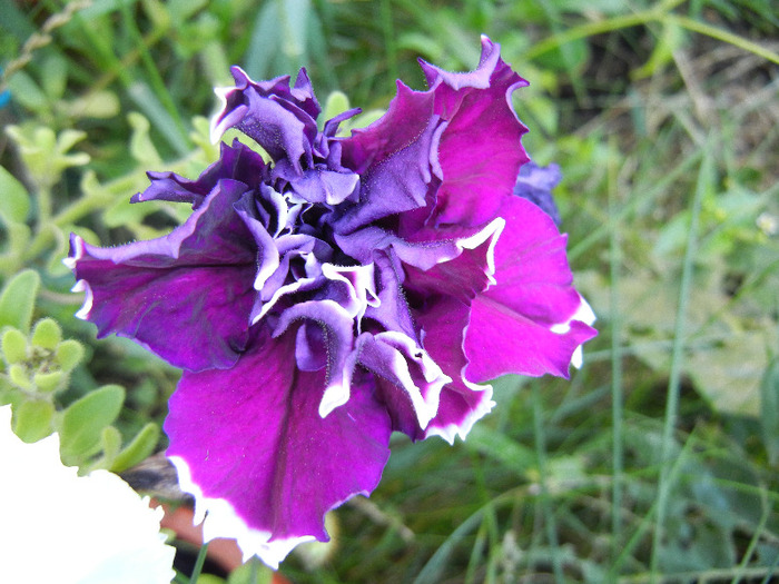 Petunia Purple Pirouette (2011, Aug.20) - PETUNIA Double