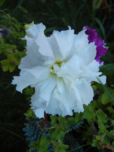 Double Petunia (2011, August 20)