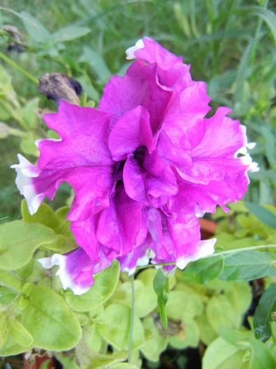 Petunia Purple Pirouette (2011, Aug.20) - PETUNIA Double