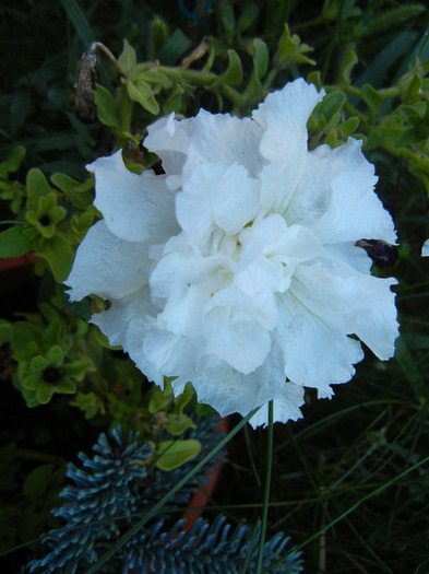 Double Petunia (2011, August 20)