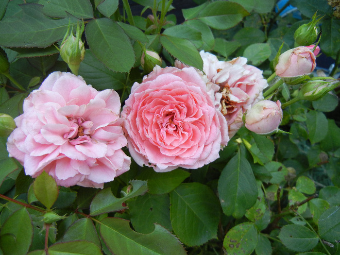 Rose Pleasure (2011, August 20)