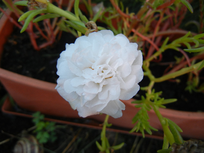 Portulaca grandiflora (2011, Aug.20)