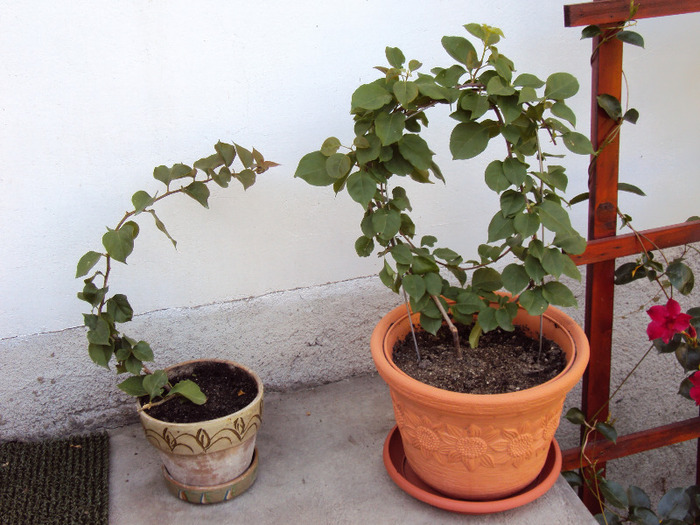 DSC03378 - Bougainvillea