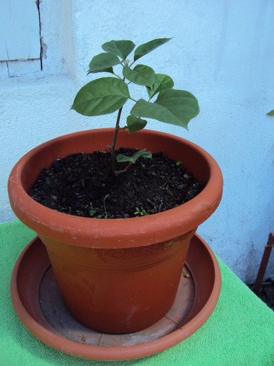 DSC03381 - Bougainvillea