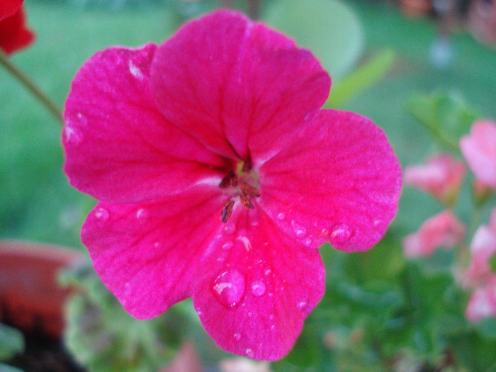 Geranium Summer Showers (`11, Aug.18) - Ivy-geranium Summer Showers