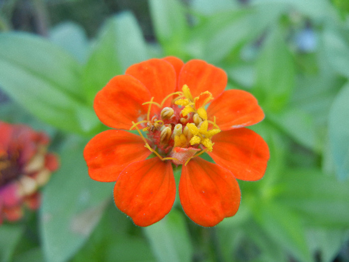 Zinnia elegans (2011, August 20) - ZINNIA Elegans