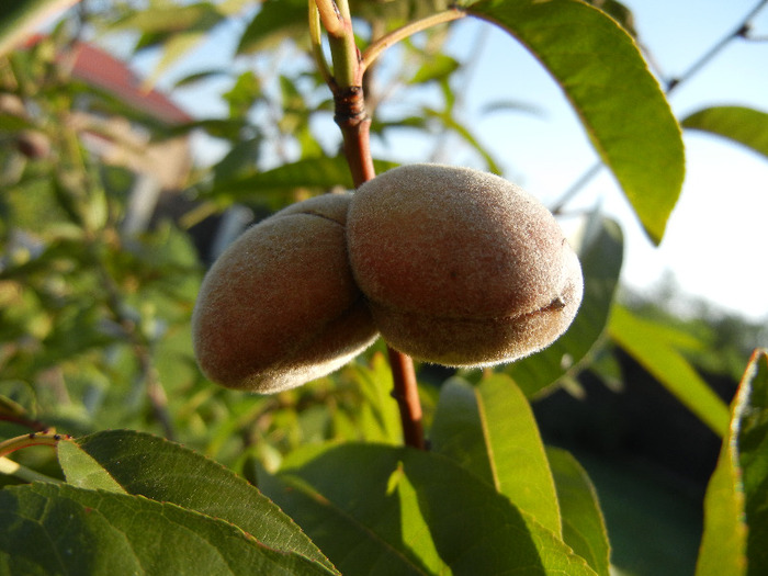 Prunus persica Davidii (2011, August 20)