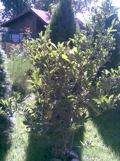 Magnolia- 21.08.2011 - VARA 2011