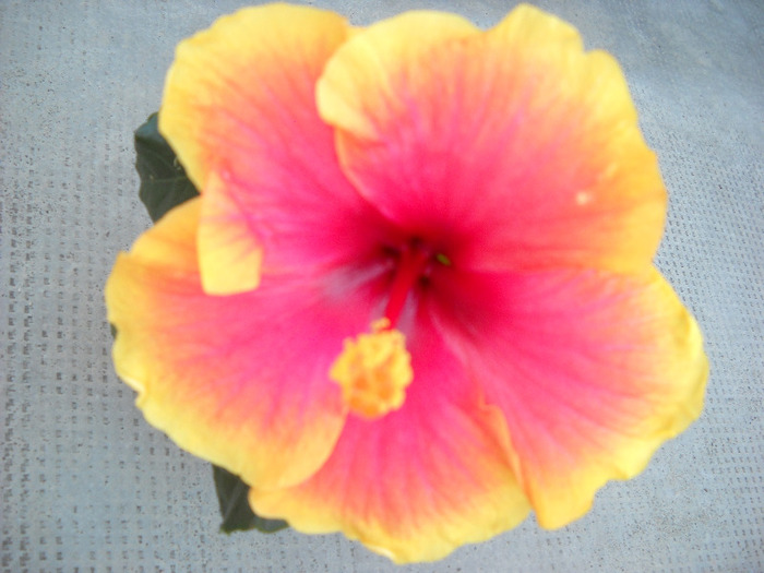 21.08.011 am inflorit ,Oberon-Pierdut - HIBISCUS- 2011