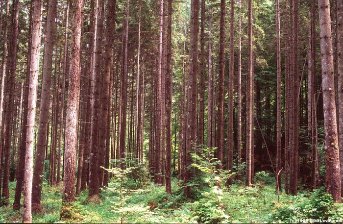 AustrianForest1024 - Peisaje