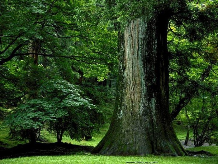 forests_012 - Peisaje