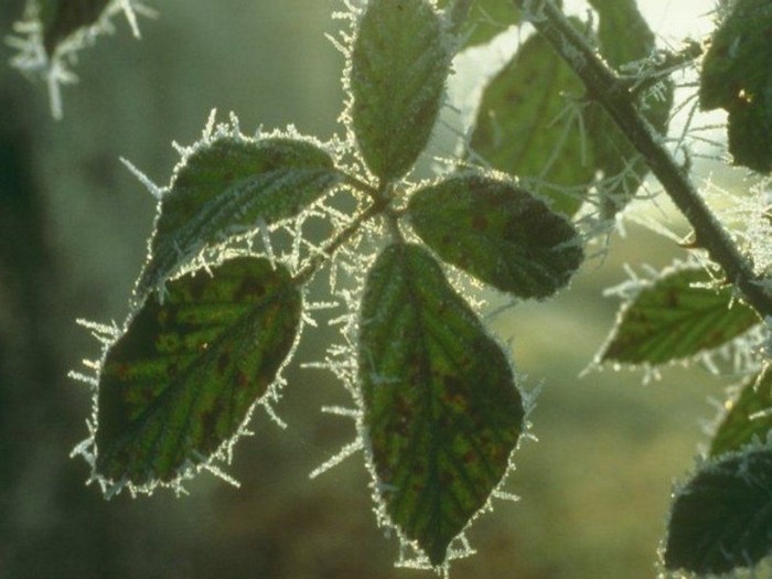 forests_021 - Peisaje