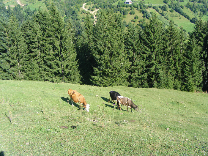 DSCF0772 - August 2011 Gutai Rodnei Suhard Tibles