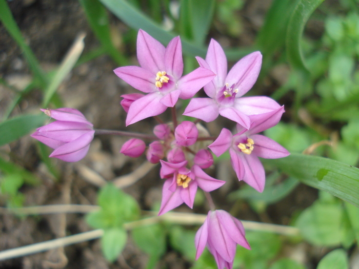 Allium oreophilum (2010, May 20) - ALLIUM