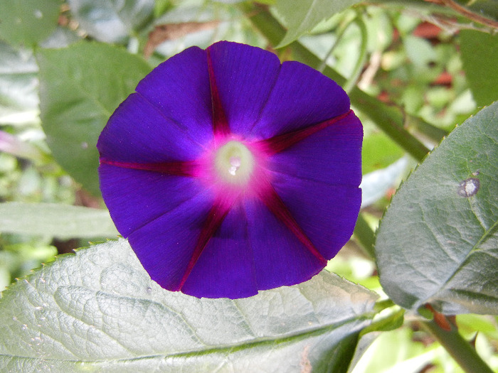 Morning Glory_Ipomoea (2011, Aug.20) - ZORELE Ipomoea