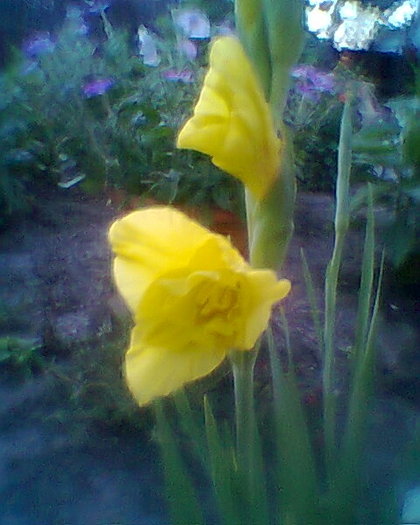 Fotogr.0286 - gladiole