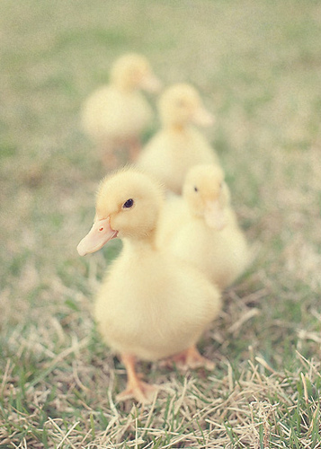 tumblr_l353byIIEC1qzeh8no1_400