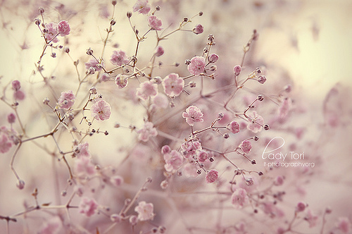 tumblr_liunjzwDng1qzeh8no1_500 - 0 A magic world