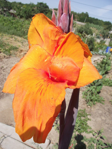 canna portocalie