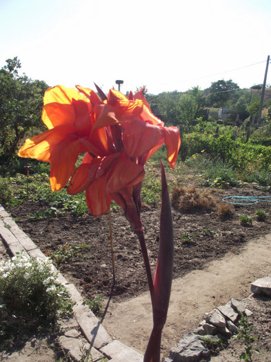canna portocalie