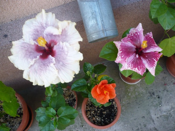 diferenta intre hibiscusii altoiti si cei mai comuni