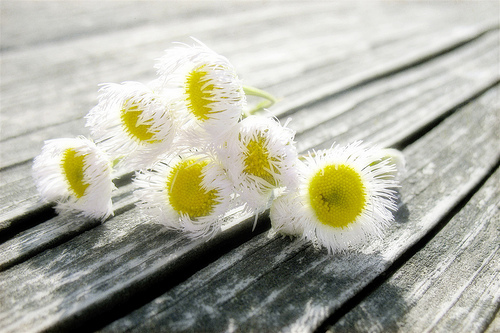 tumblr_ktlhx1HreC1qzeh8no1_500